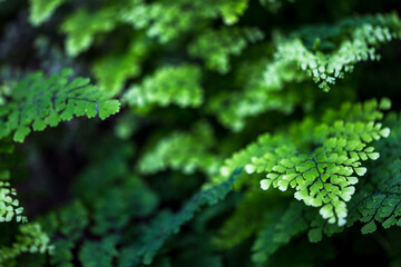 Grüne Farnblätter Detail 