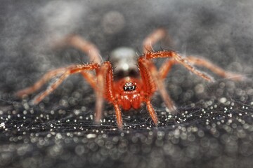 Close-up of a red spider on a dark, textured surface. Arachnid detail.