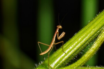 Close-up of a slender brown praying mantis nymph on a green stem. Insect detail.