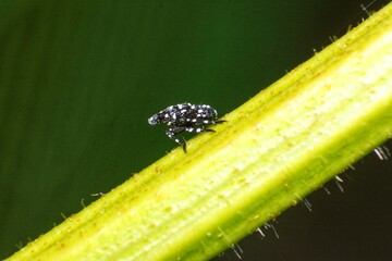 Young spotted lanternfly nymph on the plant close up