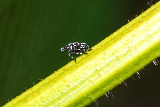 Young spotted lanternfly nymph on the plant close up