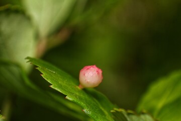 Close-up of a Delicate Pink Bud Emerging from Lush Green Foliage