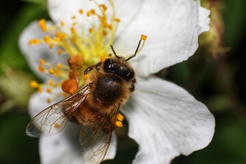 Close-up of a Honey bee (Apis mellifera) collecting pollen from a Rosa multiflora