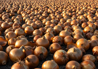 Obraz premium Onion field agricultural produce