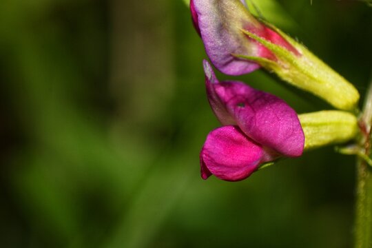 Close up of common vetch (vicia sativa) flowers in bloom