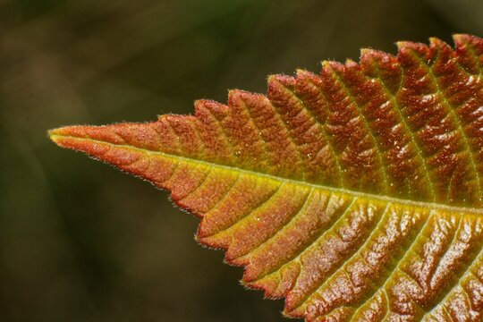 Close-up of a young, reddish leaf with serrated edges, possibly Toona sinensis (Chinese Mahogany).