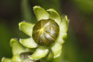 Macro of a young flower bud, potentially of Coreopsis pubescens or Silphium asteriscus. Plant development.
