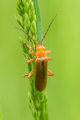 Omomiłek na zielonym źdźble trawy, pomarańczowy chrząszcz w naturalnym środowisku