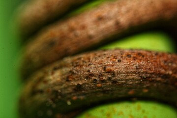Close-Up of a Twisted, Textured Plant Stem with Tiny Brown Specks