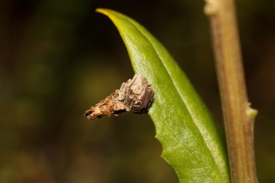 Bagworm moth larva case attached to a green leaf. Insect camouflage.