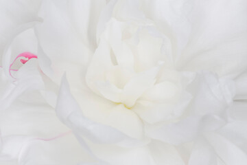 close up of beautiful fresh white peony