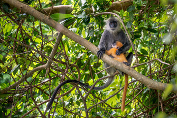 Germain's Langur - Trachypithecus germaini, rare endagered Old World monkey native to tropical forests of Indochina, Vietnam.