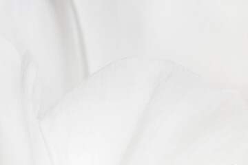 natural background: close up of petals of white peony flower