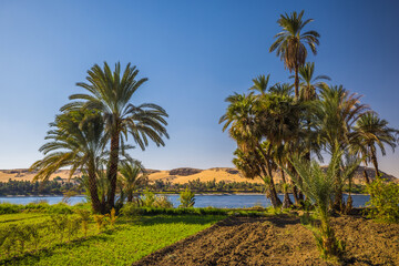 Fields on the right bank of the Nile river, upper Egypt