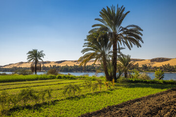 Fields on the right bank of the Nile river, upper Egypt