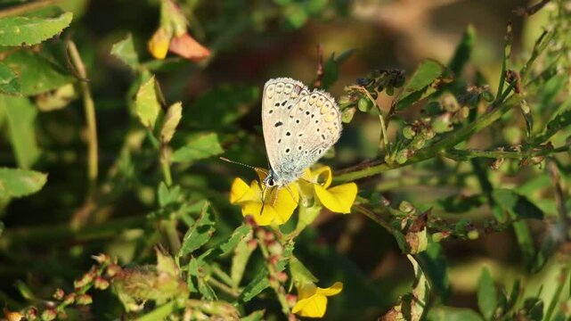 Mariposa la ni&ntilde;a esmaltada Plebejus idas comiendo nectar de granillo de oveja Scorpiurus muricatus, Beniarres, Espa&ntilde;a