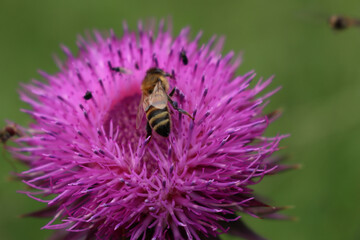 Honey bee on pink creeping thistle flowers on early summer. Apis mellifera on Cirsium arvense 
