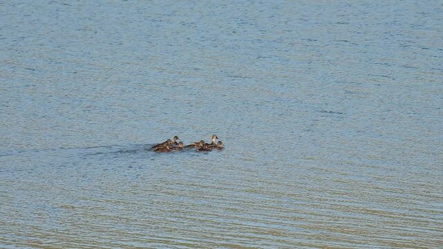 Familia de patos a final de la primavera en el agua del pantano, Beniarres, Espa&ntilde;a