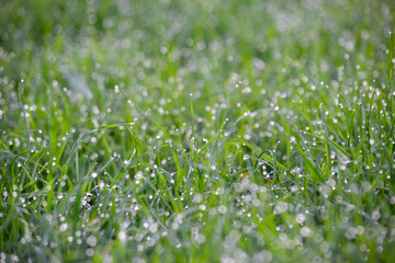Countless Glistening White Dewdrops Sprinkled Across a Lush Field of Green Grass in Soft Focus