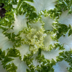 Intricate Center of a White Ornamental Kale with Frilly Green Edges Macro View