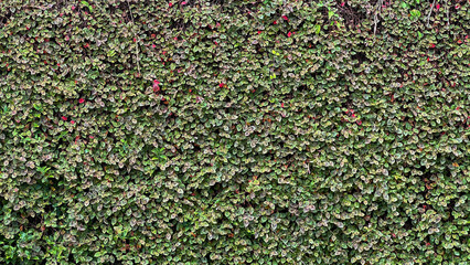 Wall Completely Covered in Tiny Green and Reddish Leaves Forming a Natural Textured Tapestry