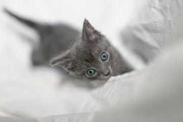 Small cute gray kitten lying on a white sheet. Shallow depth of field.