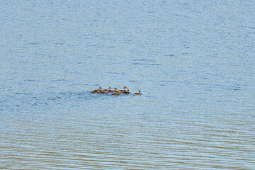 Familia de patos a final de la primavera en el agua del pantano, Beniarres, España