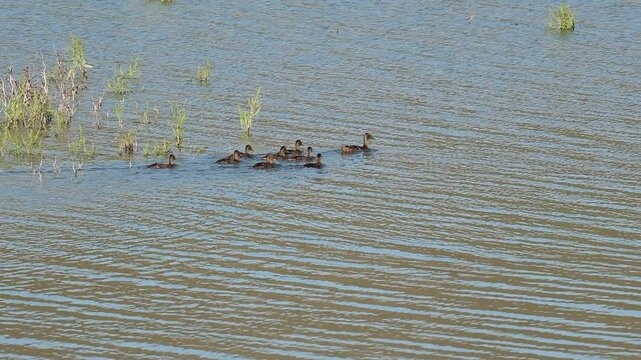 Familia de patos nadando en el agua del pantano junto a los juncos, Beniarres, Espa&ntilde;a