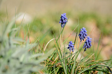 PLANTA Y FLORES DE MUSCARI