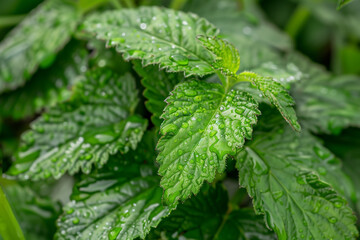 A detailed close-up reveals lush green foliage adorned with numerous water droplets, capturing the essence of freshness and vitality. The leaves, with their intricate textures, stand out.