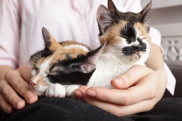 Woman with cute calico cats at home, closeup
