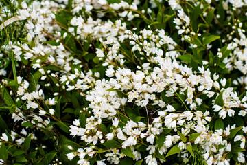 Blossoming White Flowers A Close-Up View of Delicate Spring Blooms