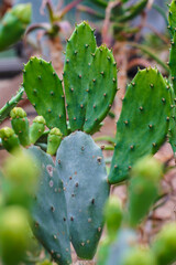 Vibrant green pads of a prickly pear cactus glowing in soft light, a close-up showcasing the plant's unique texture and resilient nature