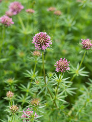 Nahaufnahme von blühenden Rosenwaldmeister (Phuopsis stylosa).