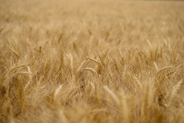 Ears of wheat.