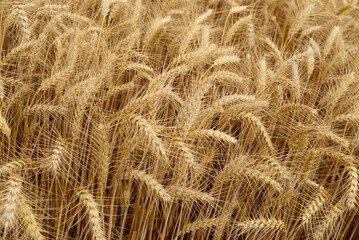 Ears of wheat.