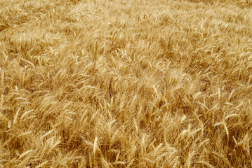 Ears of wheat.