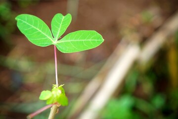 Close up of a young cassava plant with vibrant green leaves.