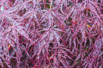 Beautiful textured background of fresh reddish-purple laceleaf Japanese maple leaves with new spring growth