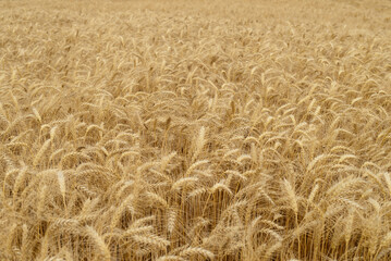 Ears of wheat.