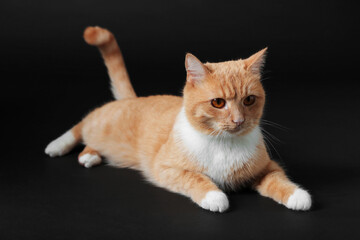 Adorable ginger cat on black background. Cute animal