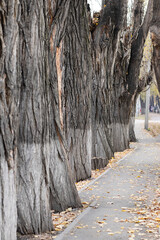 a row of old tree trunks along a narrow asphalt path strewn with yellow leaves