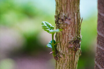 close up of young coffee trees