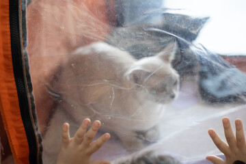 close up of a worn and scratched transparent vinyl window in an soft house with children's fingers on the surface eager to touch the cat in a cat show cage tent
