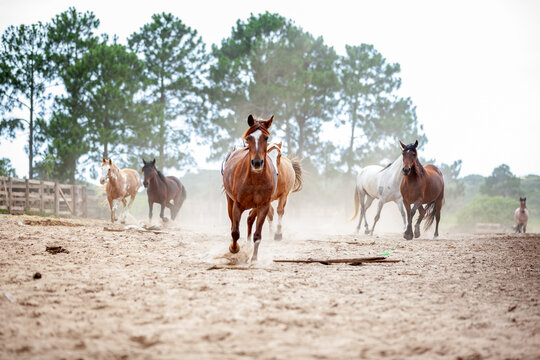 Cavalos de cores variadas correndo em dire&ccedil;&atilde;o &agrave; c&acirc;mera em um cercado empoeirado