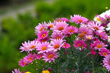 Obraz premium Vibrant pink Argyranthemum (Chrysanthemum shrub) profusely blooming closeup