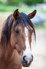 Obraz premium Retrato em close-up da face de um cavalo marrom com crina escura e marca branca
