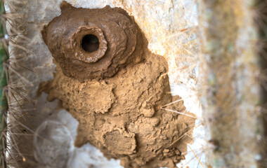 Selective focus, Ceriana wasp nest, close up, wasp nest from mud