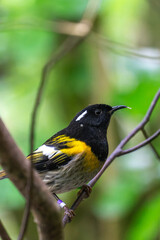 stitchbird (Hihi) on a branch