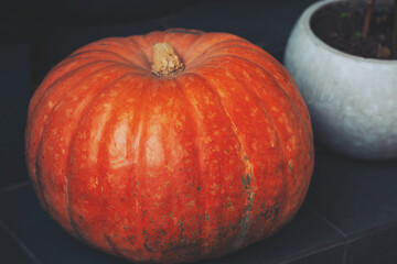 Vibrant orange pumpkin resting beside a decorative pot in a cozy autumnal setting